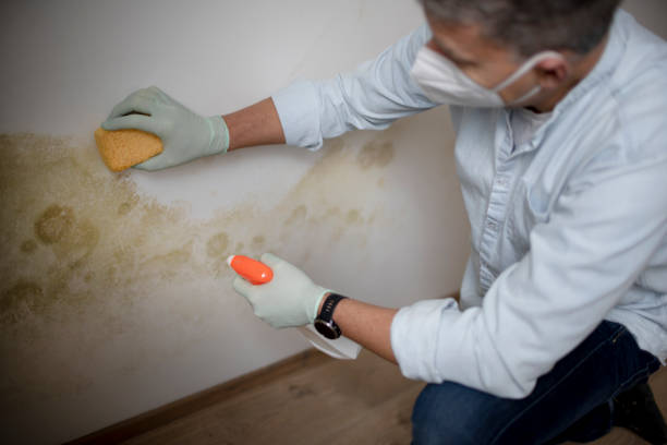 Best Mold Damage Repair  in Montezuma, IA