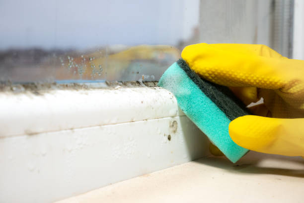 Best Emergency Mold Removal  in Montezuma, IA