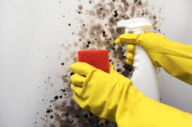 Best Mold Remediation  in Montezuma, IA