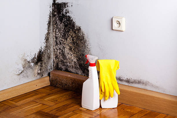 Trusted Montezuma, IA Mold Removal Experts