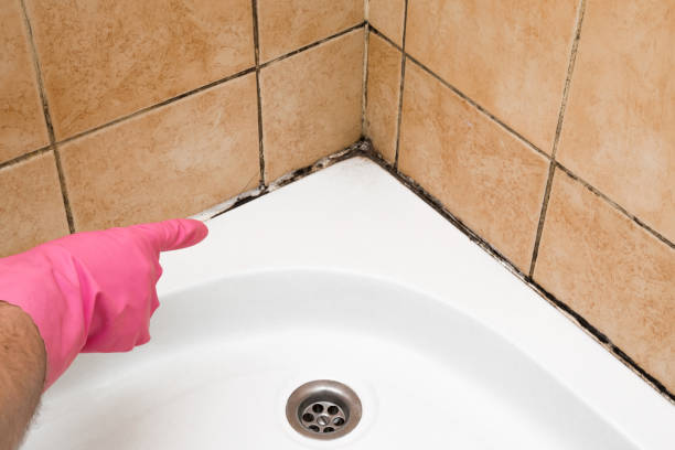 Best Black Mold Removal  in Montezuma, IA